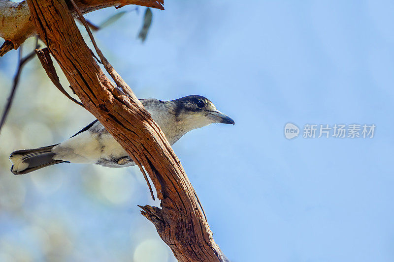 伯劳鸟(Cracticus torquatus)